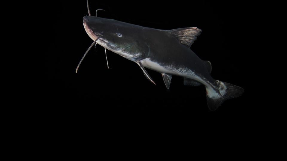 A dark gray piraiba catfish with a light underside and whiskers swims against a dark background