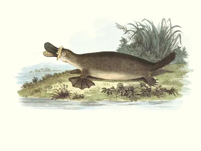A drawing of a platypus on the shore near water