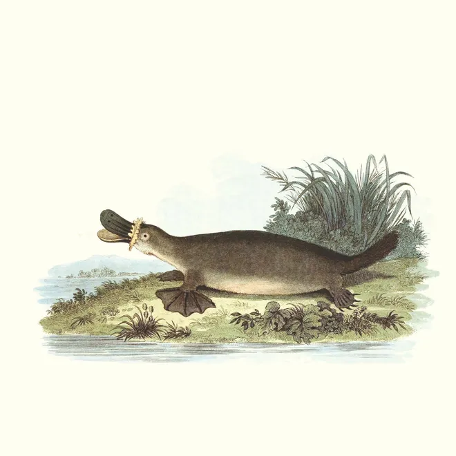 A drawing of a platypus on the shore near water