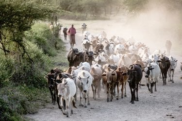 Herding animals in Tanzania