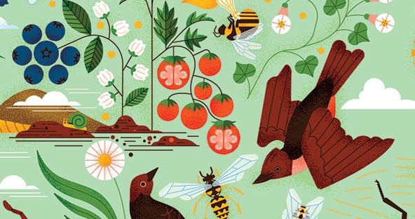 How Insects Keep Ecosystems in Balance | World Wildlife Fund