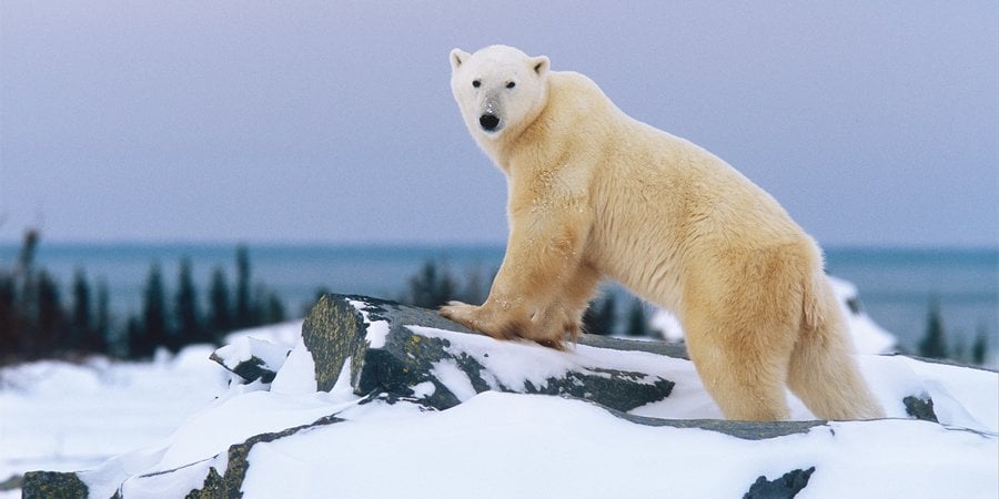 Polar bear standing on rock