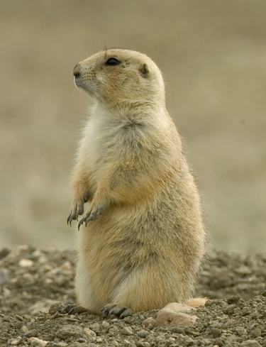 A prairie dog sitting up at alert