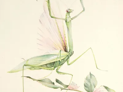 A drawing of a praying mantis lifting up its front while perched on a green plant