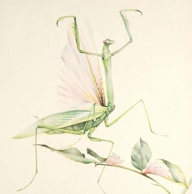 A drawing of a praying mantis lifting up its front while perched on a green plant