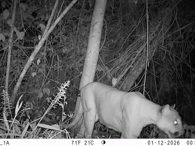 A puma on a camera trap, eyes reflecting light