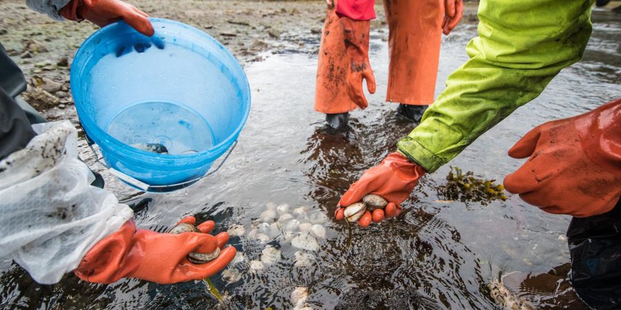 People gathering shellfish in a bucket