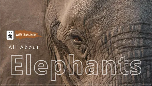 Elephant Classroom Presentation Preview