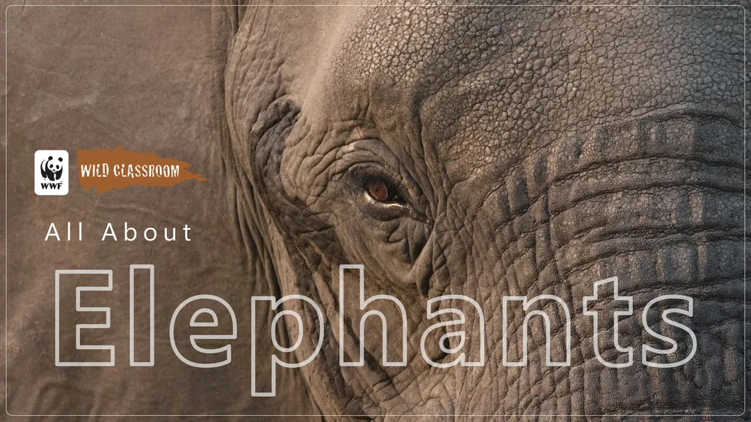 Elephant Classroom Presentation Preview
