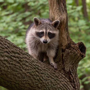 A raccoon kit in a tree looking at camera