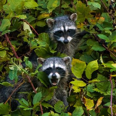 Two raccoons peeking out of the bushes