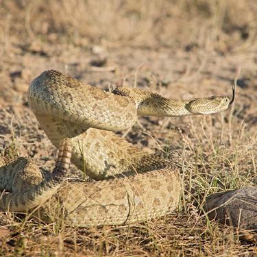 A prairie rattlesnake coiled up and ready to strike
