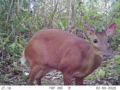 Red deer caught on camera trap