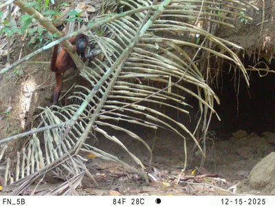 Howler monkey, perched in vegetation, caught by camera trap