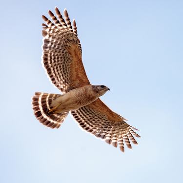 A red-shouldered hawk soaring in a blue sky