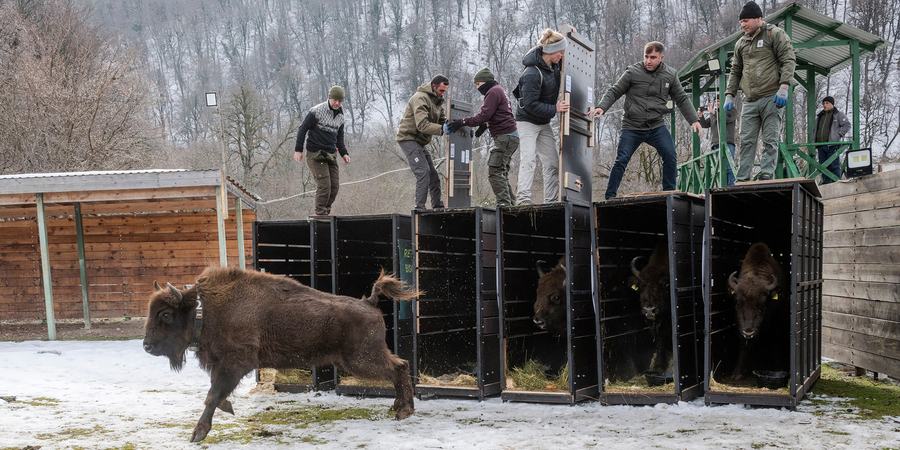 People standing on top of large animal crates, opening gates, while a bison runs out into snowy field