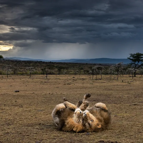 Two male lions lying on their backs on a savannah