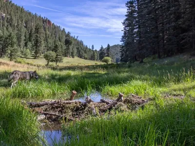 An artifical beaver dam in Colorado