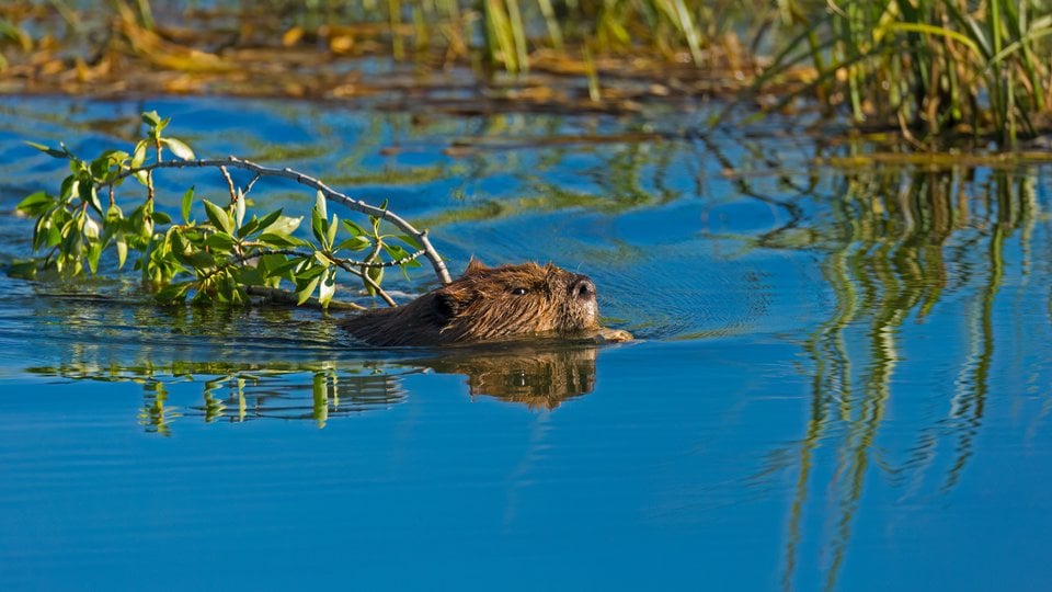 A beaver swimming holding branches in its mouth