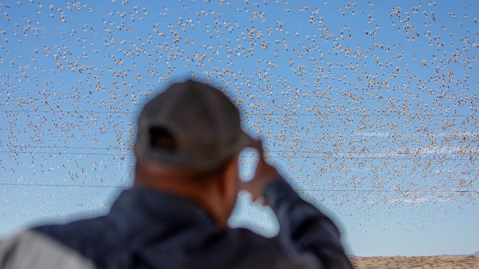 A man watching a huge flock of birds flying overhead