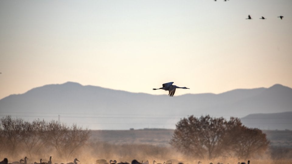 A single crane flying low over a sparse landscape