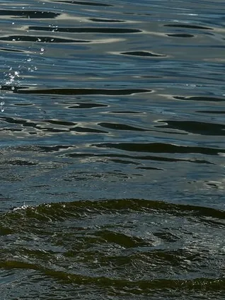 An Amazon river dolphin leaps out of the water on a sunny day