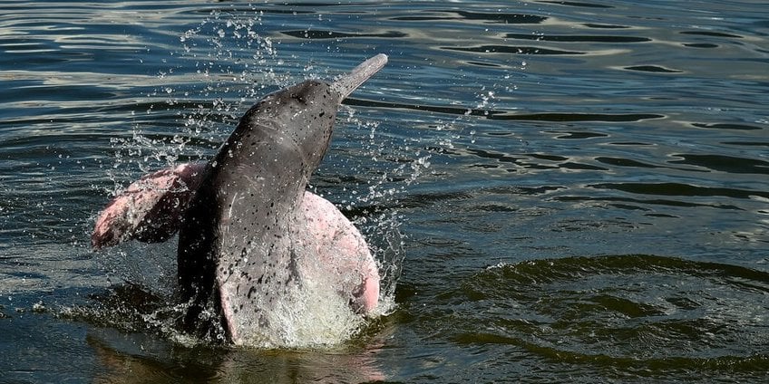 An Amazon river dolphin leaps out of the water on a sunny day