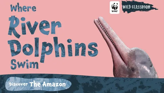 cover image for Wild Classroom's storybook Where River Dolphins Swim
