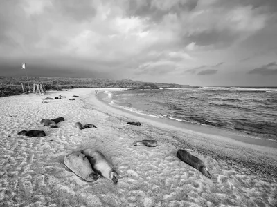 A black and white beach scene with sea lions lounging on the sand