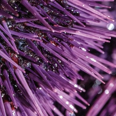Purple spines of a sea urchin