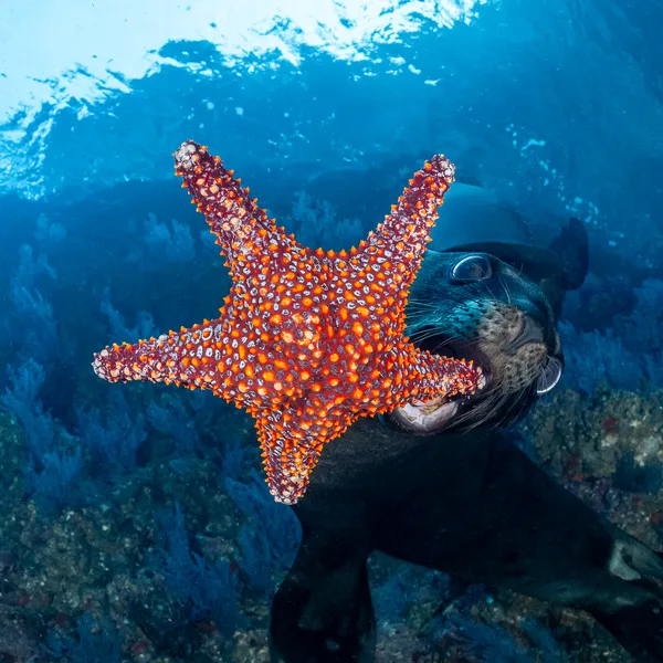 A sea lion dives underwater to grab a sea star