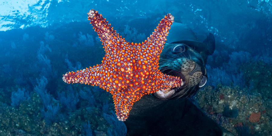 A sea lion dives underwater to grab a sea star