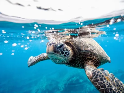 A baby sea turtle floats on the surface of bright blue water