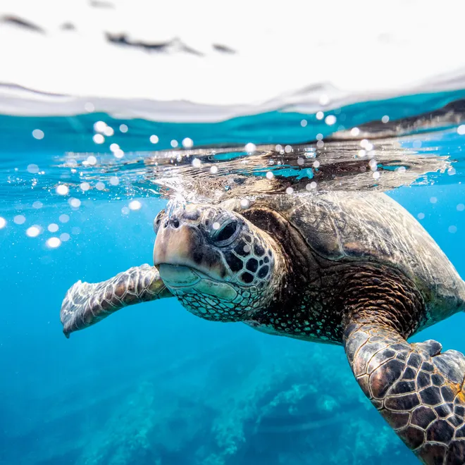A baby sea turtle floats on the surface of bright blue water