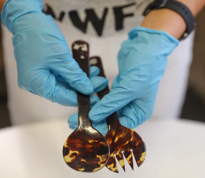 Gloved hands holding a spoon and fork made from turtleshell