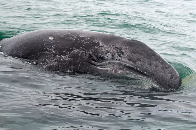 A gray whale swims with its eye above the surface of the water