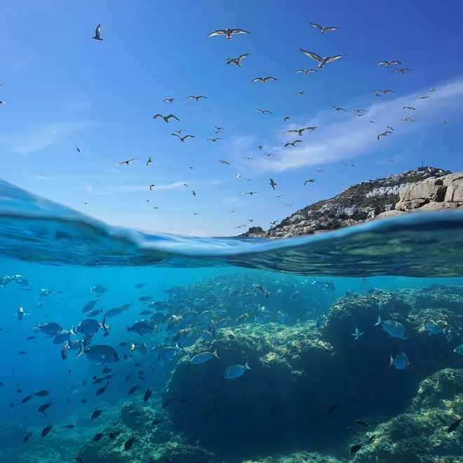Seabirds fly in the sky while the bottom of the image shows fish underwater and a city