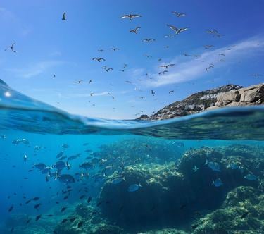 Seabirds fly in the sky while the bottom of the image shows fish underwater and a city