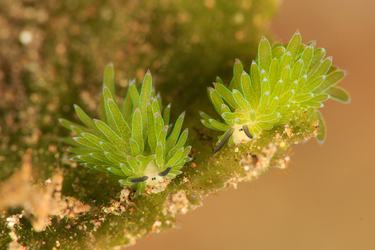 Two bright green leaf sheep sit on green algae with a tan background