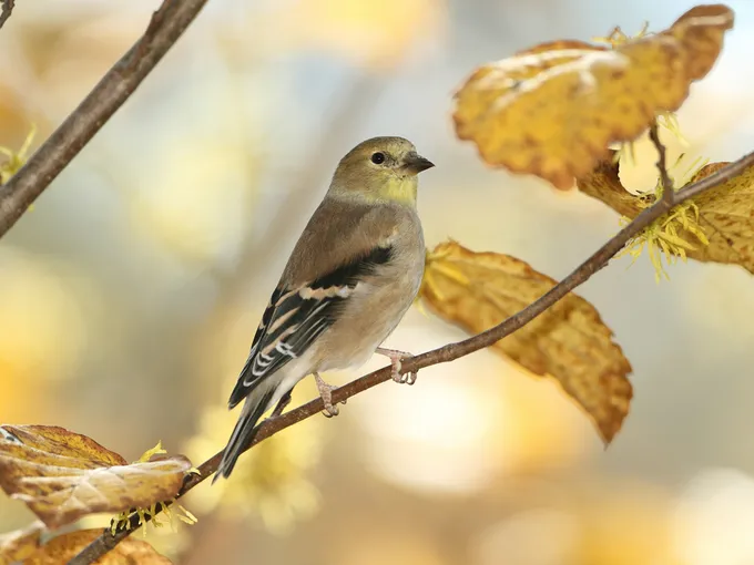 A brown and black American goldfinch sits on a branch with brown leaves