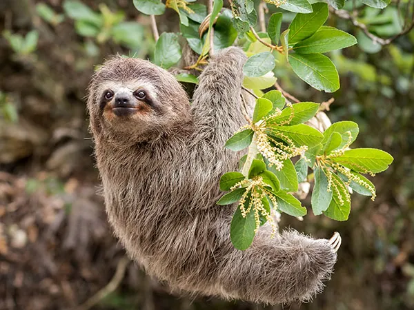 Common sloth hanging on a branch with leaves
