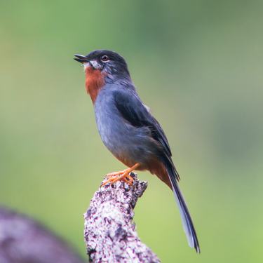 A small bird with blue wings and a red throat perched on a branch