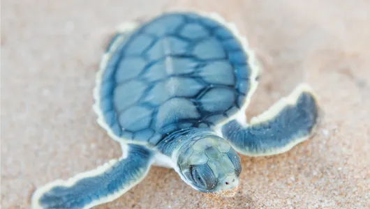 A baby flatback turtle on the sand