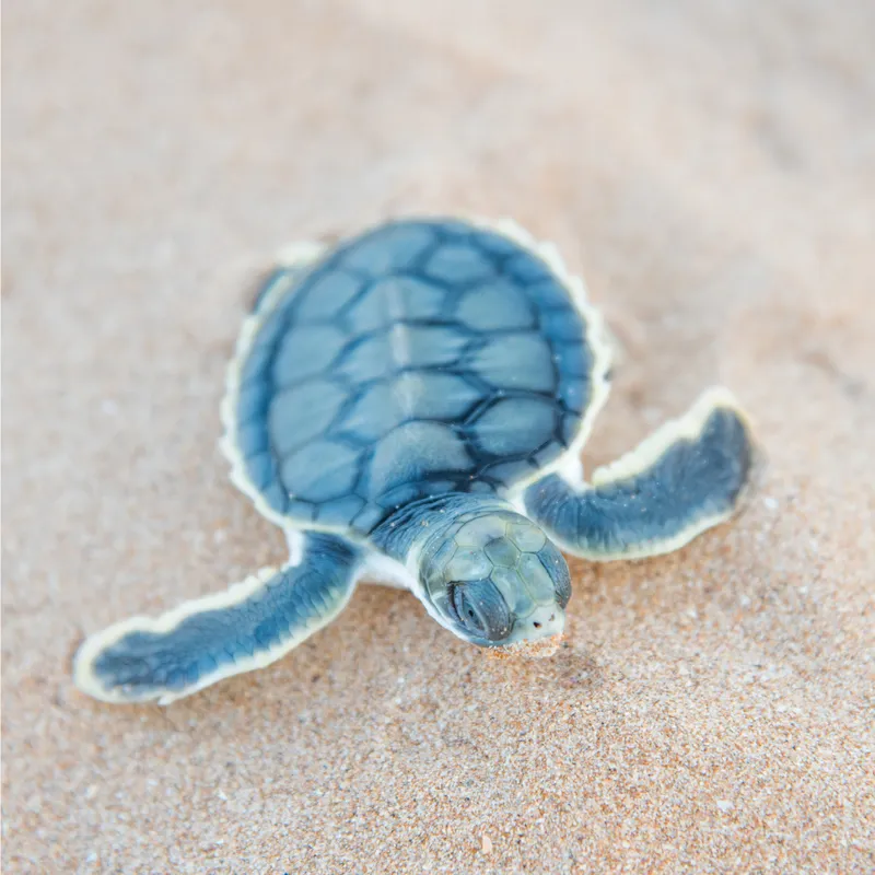 A baby flatback turtle on the sand