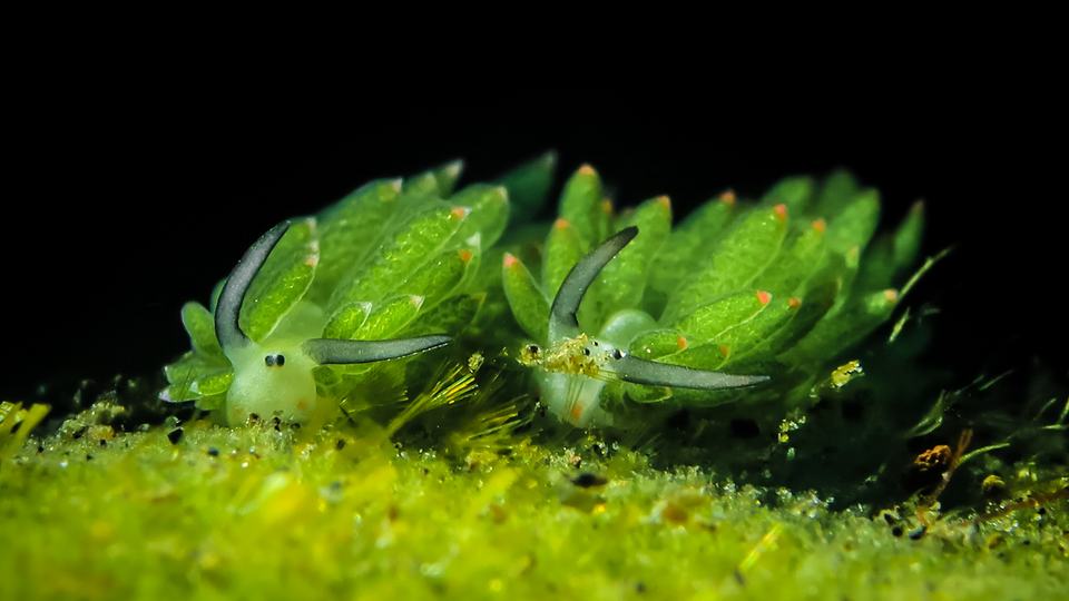 Two bright green leaf sheep sit atop a bed of greenery with a dark background