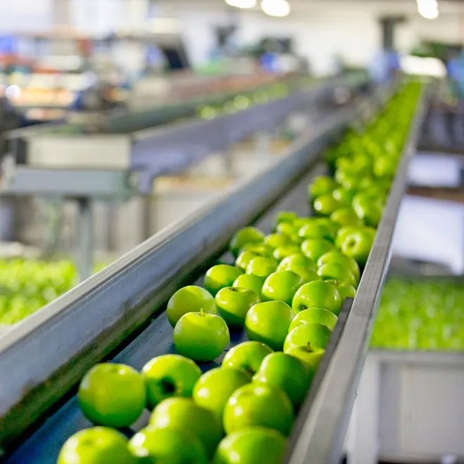 A conveyor belt carries a bunch of green apples for processing