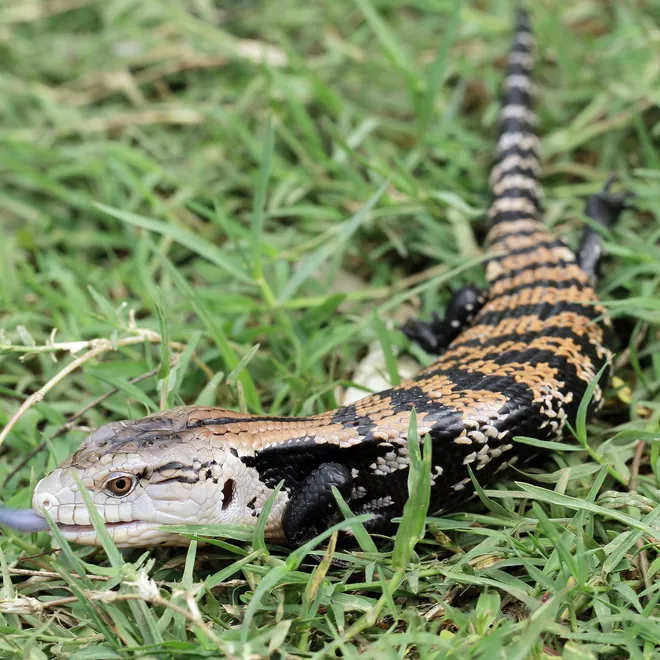 A blue-tongued skink with orange, white and black scales walks through the grass.