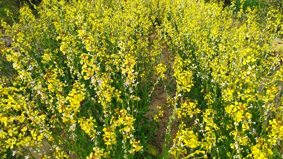 Brassica carinata, small yellow flowers in a field