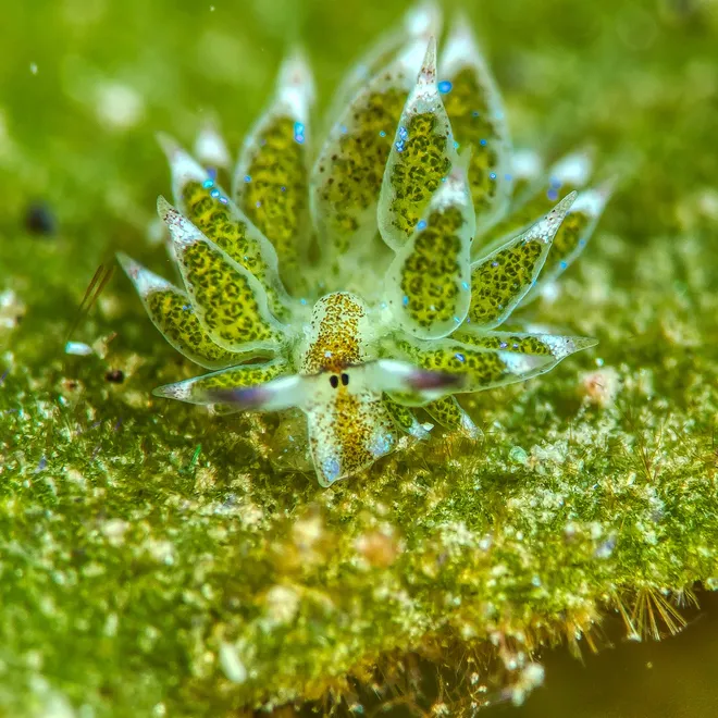A close-up view of a creature with leaf-shaped green flesh, two black eyes, and purple antennae on top of green algae