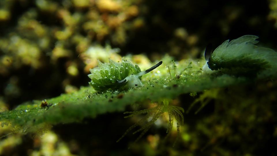 A small organism with flesh shaped like leaves, a pale green head, and black antennae crawls along green algae.